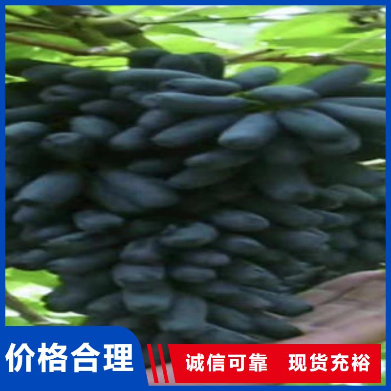 葡萄苗,【梨树苗】诚信经营现货现发-兴海苗木种植社(哈尔滨市分公司)|覆盖地域宾县|依兰|佳木斯|绥化|大庆|大兴安岭|齐齐哈尔|黑河|鹤岗