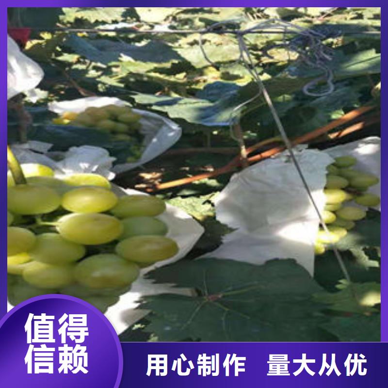 葡萄苗花椒苗用品质说话