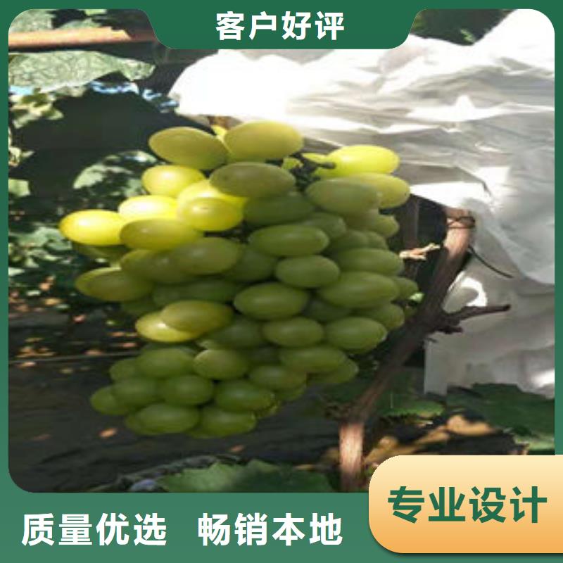 葡萄苗花椒苗用品质说话