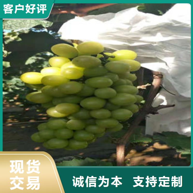 葡萄苗桃树苗联系厂家