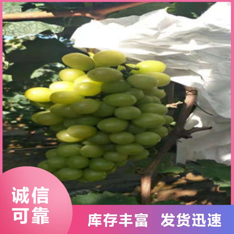 葡萄苗,【梨树苗】诚信经营现货现发-兴海苗木种植社(哈尔滨市分公司)|覆盖地域宾县|依兰|佳木斯|绥化|大庆|大兴安岭|齐齐哈尔|黑河|鹤岗