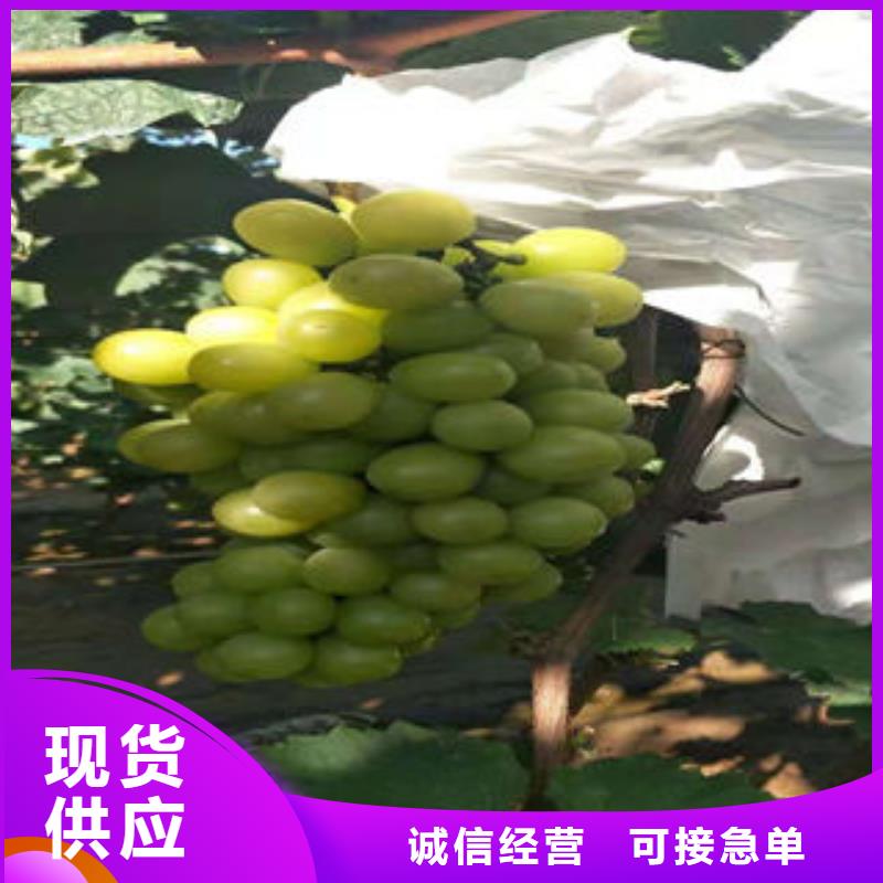 葡萄苗花椒苗用品质说话