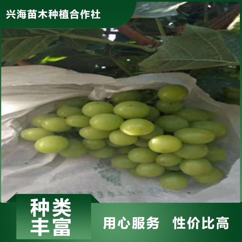葡萄苗,【梨树苗】诚信经营现货现发-兴海苗木种植社(哈尔滨市分公司)|覆盖地域宾县|依兰|佳木斯|绥化|大庆|大兴安岭|齐齐哈尔|黑河|鹤岗