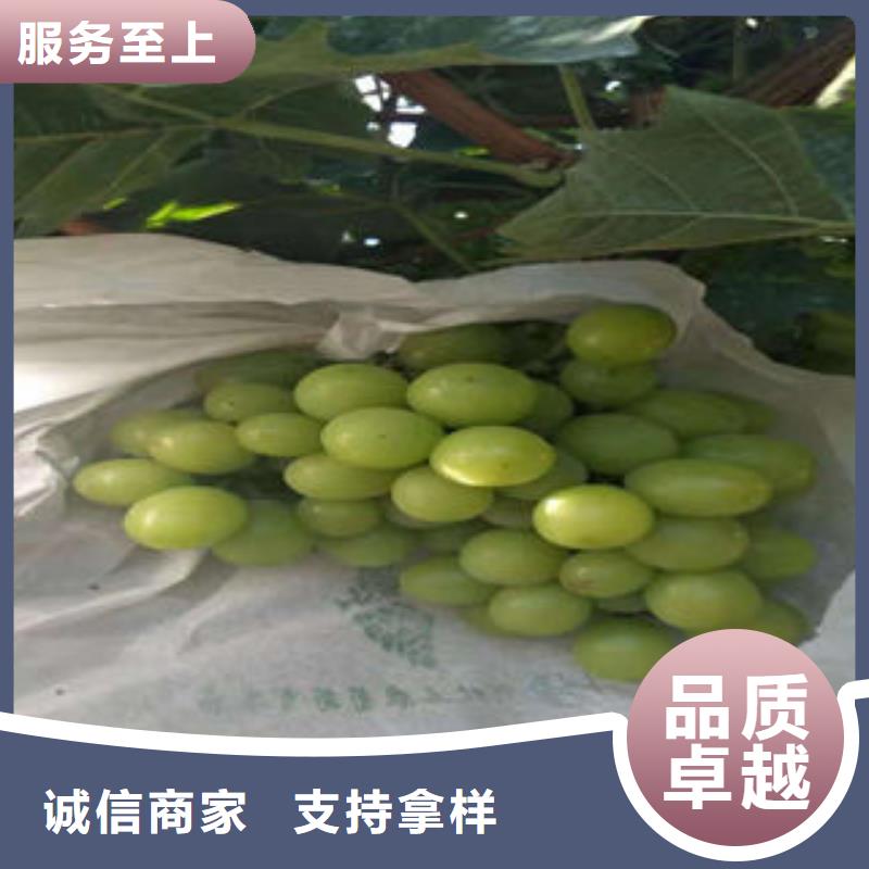 葡萄苗花椒苗用品质说话