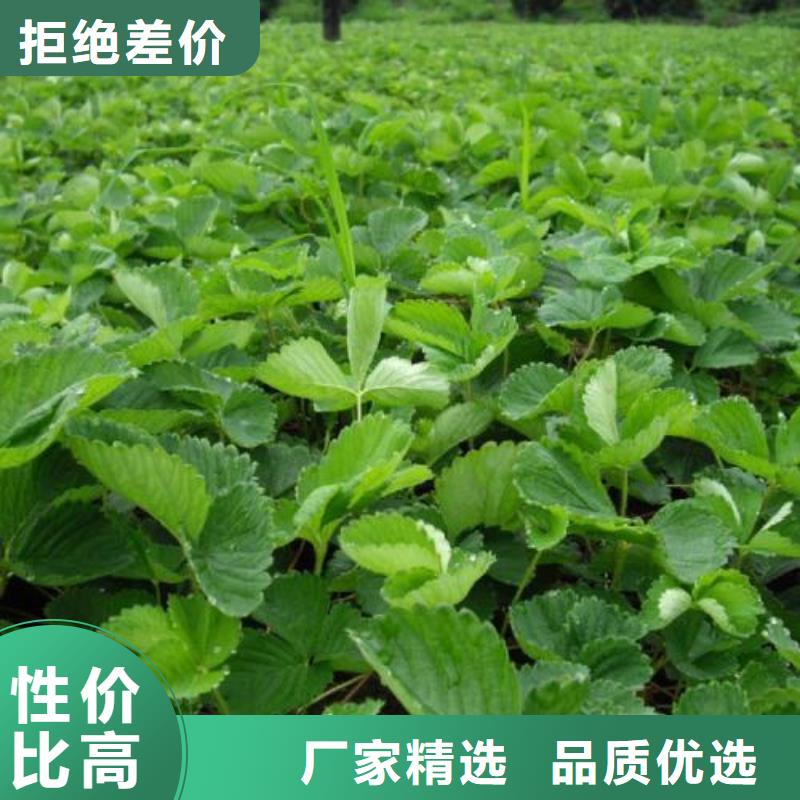 板栗苗视频-板栗苗-云南省附近服务商-玉溪|大理|临沧|楚雄|迪庆|德宏