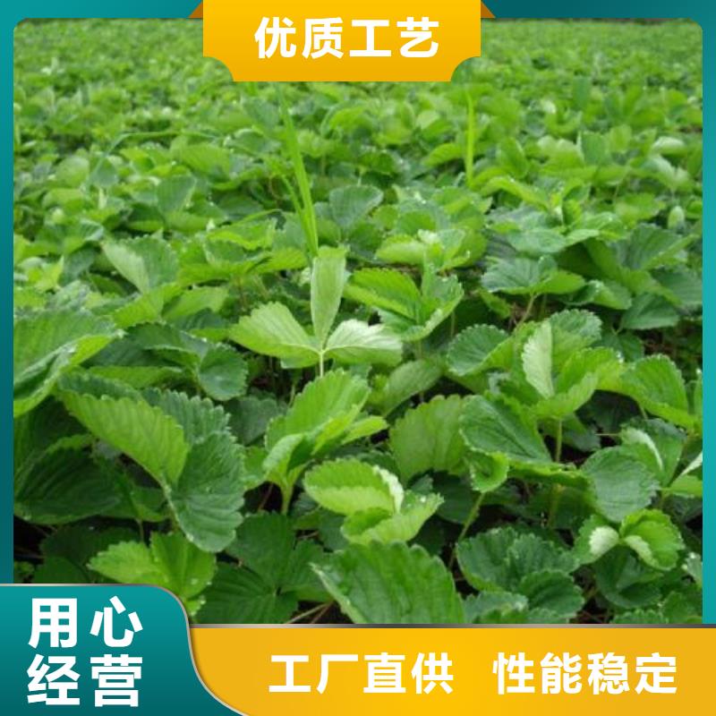 草莓苗桃树苗精心
