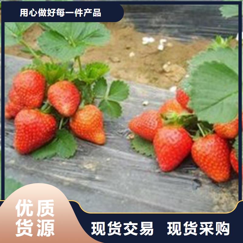 草莓苗蓝莓苗免费获取报价