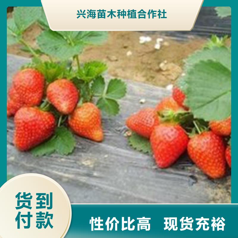 草莓苗,【核桃苗】供货及时
