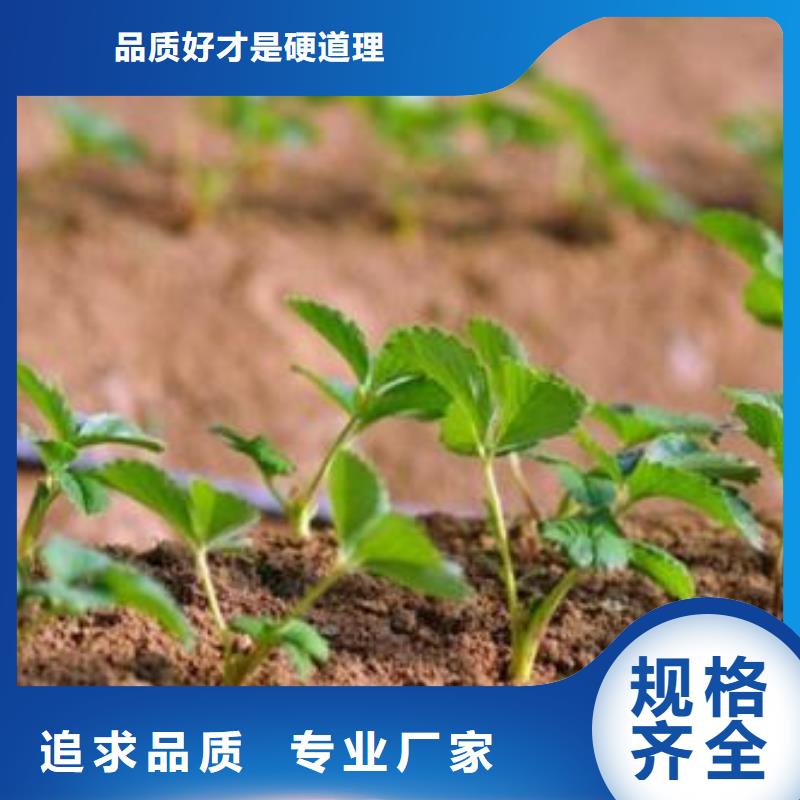 草莓苗-核桃苗信誉至上