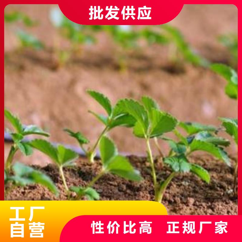 草莓苗,【核桃苗】供货及时