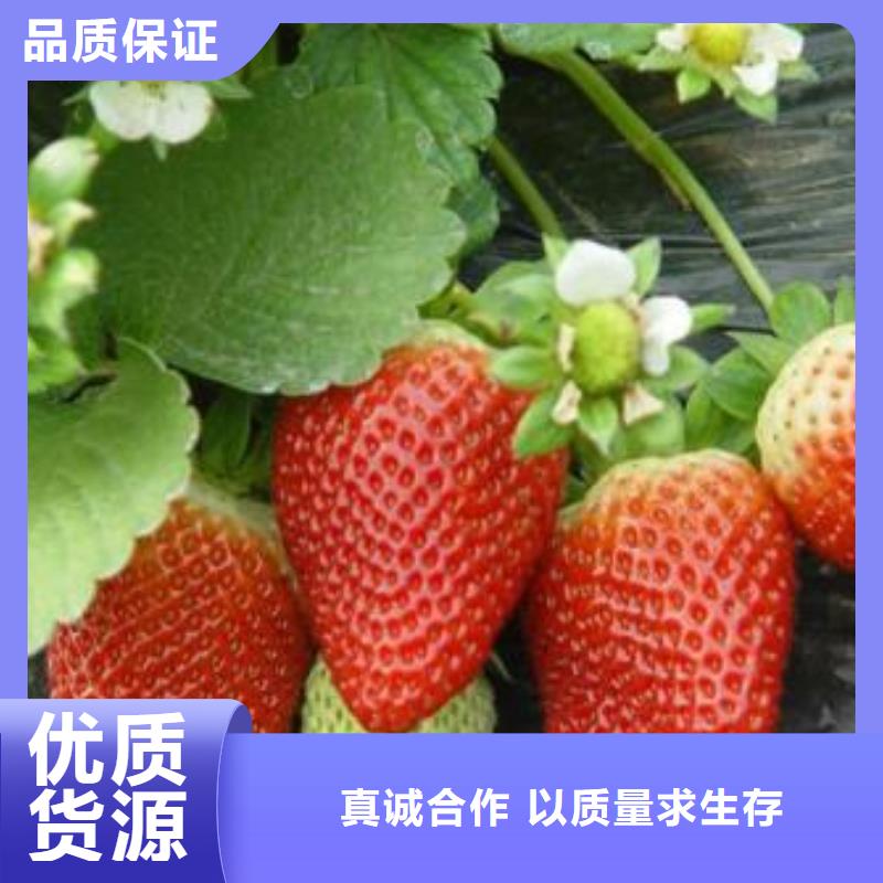 草莓苗蓝莓苗免费获取报价