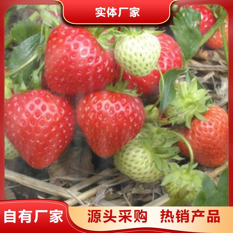 草莓苗-核桃苗信誉至上