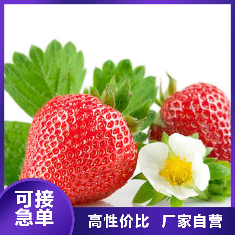草莓苗桃树苗精心