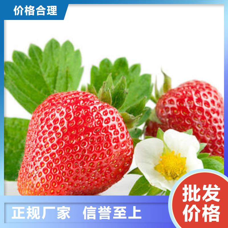 草莓苗蓝莓苗免费获取报价