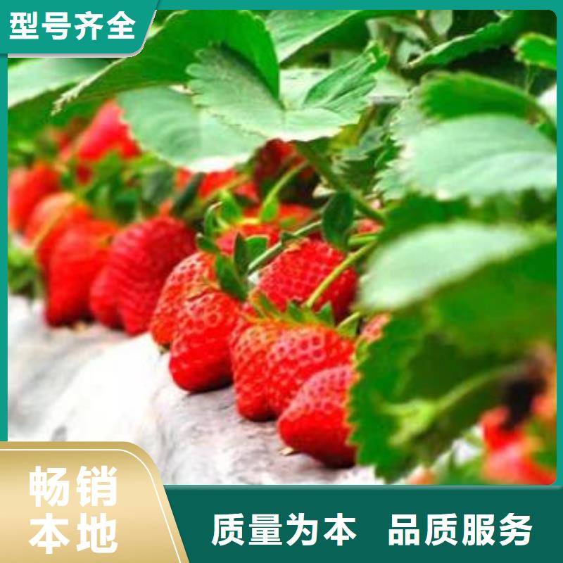 板栗苗视频-安徽省巢湖市|蚌埠|滁州|淮北|淮南板栗苗-兴海