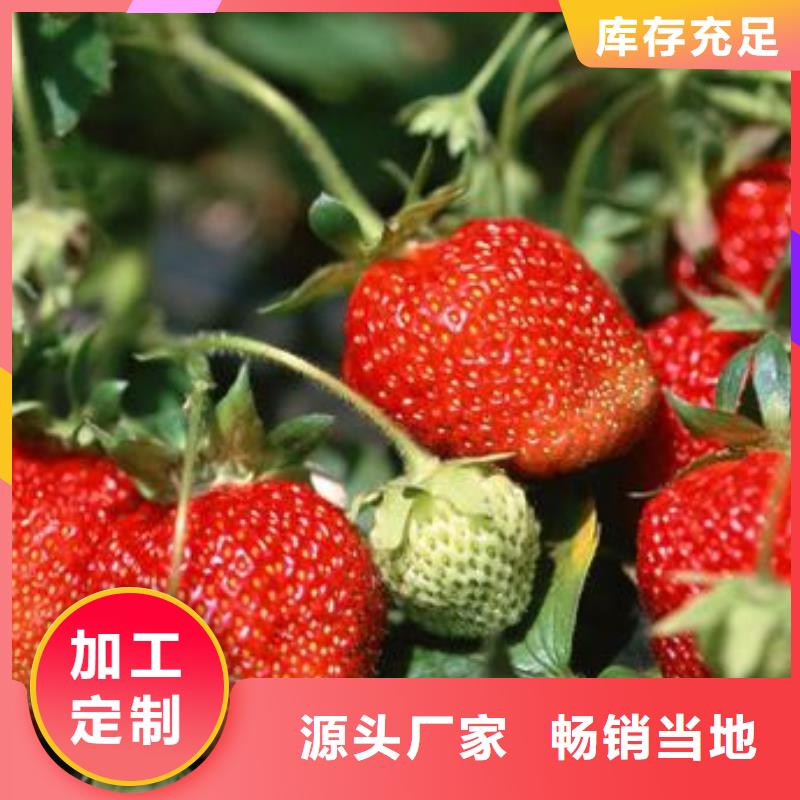 草莓苗蓝莓苗量大从优