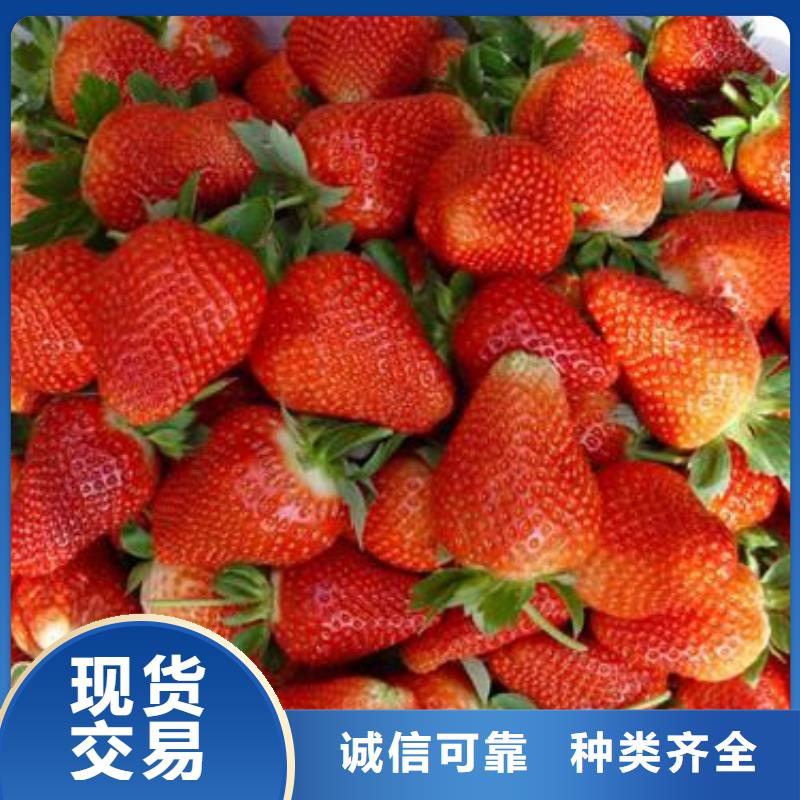 草莓苗核桃苗本地厂家值得信赖