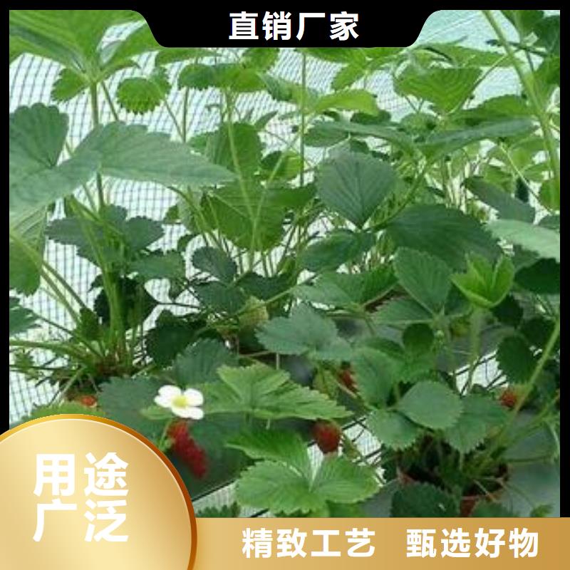 草莓苗-核桃苗信誉至上