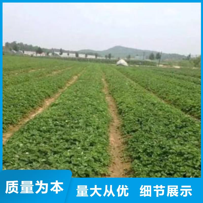草莓苗蓝莓苗量大从优
