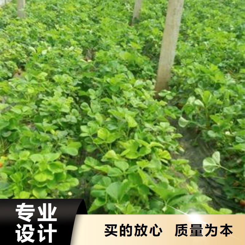 草莓苗蓝莓苗免费获取报价