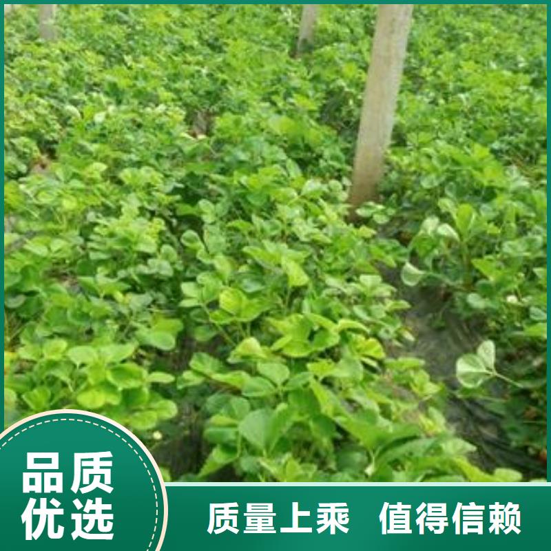 草莓苗桃树苗精心