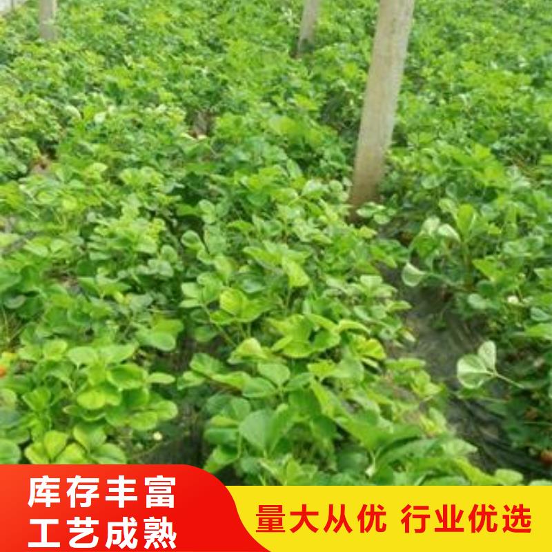 草莓苗蓝莓苗免费获取报价