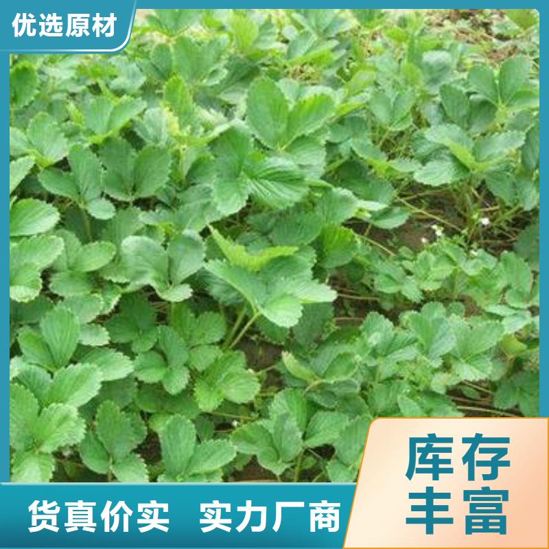 草莓苗蓝莓苗免费获取报价