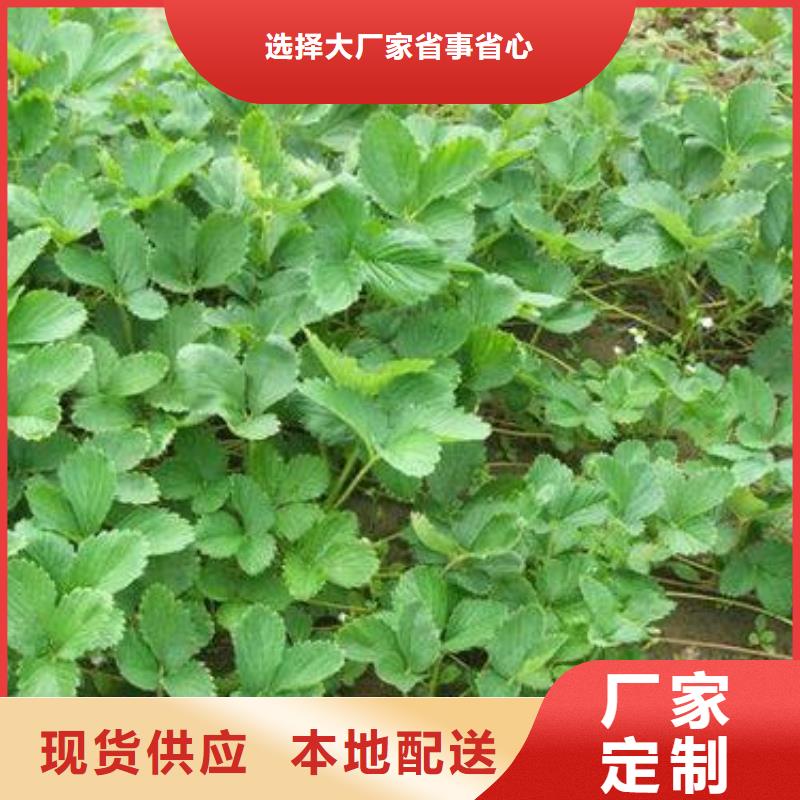 草莓苗-核桃苗信誉至上