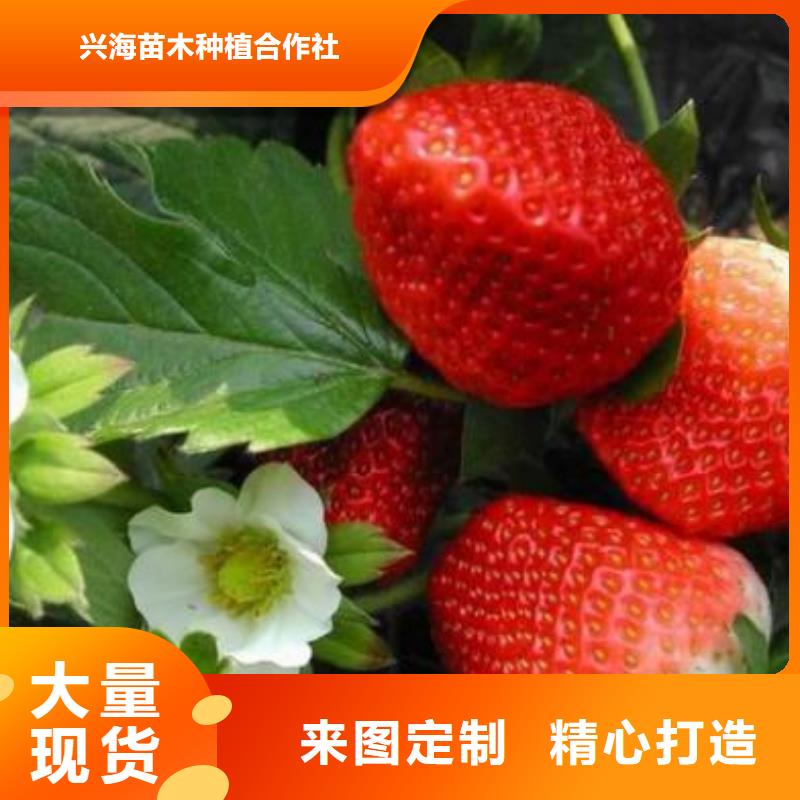 草莓苗,【核桃苗】供货及时