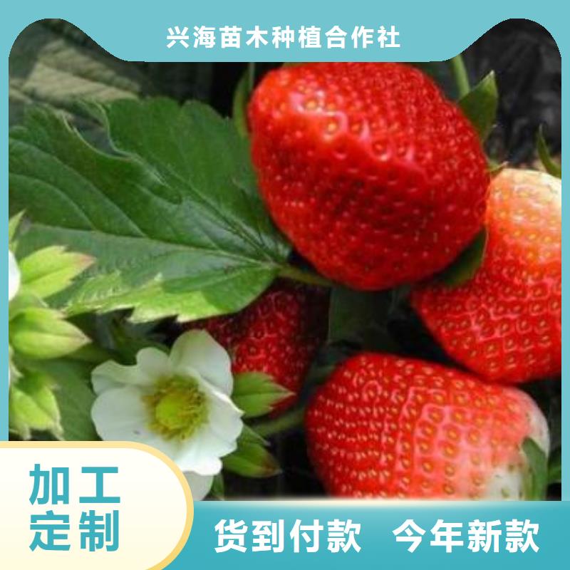 草莓苗蓝莓苗免费获取报价