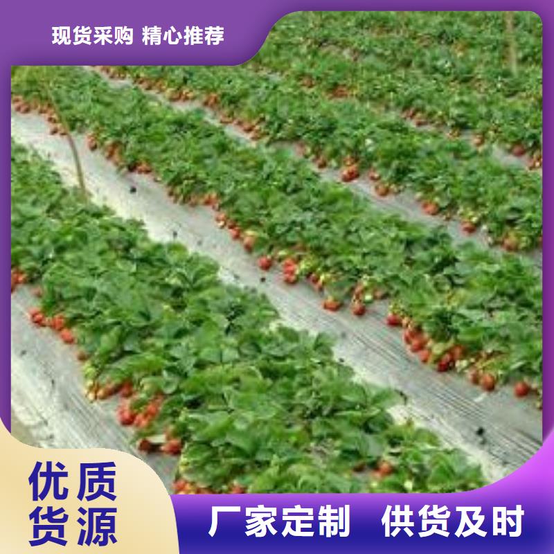 草莓苗蓝莓苗免费获取报价