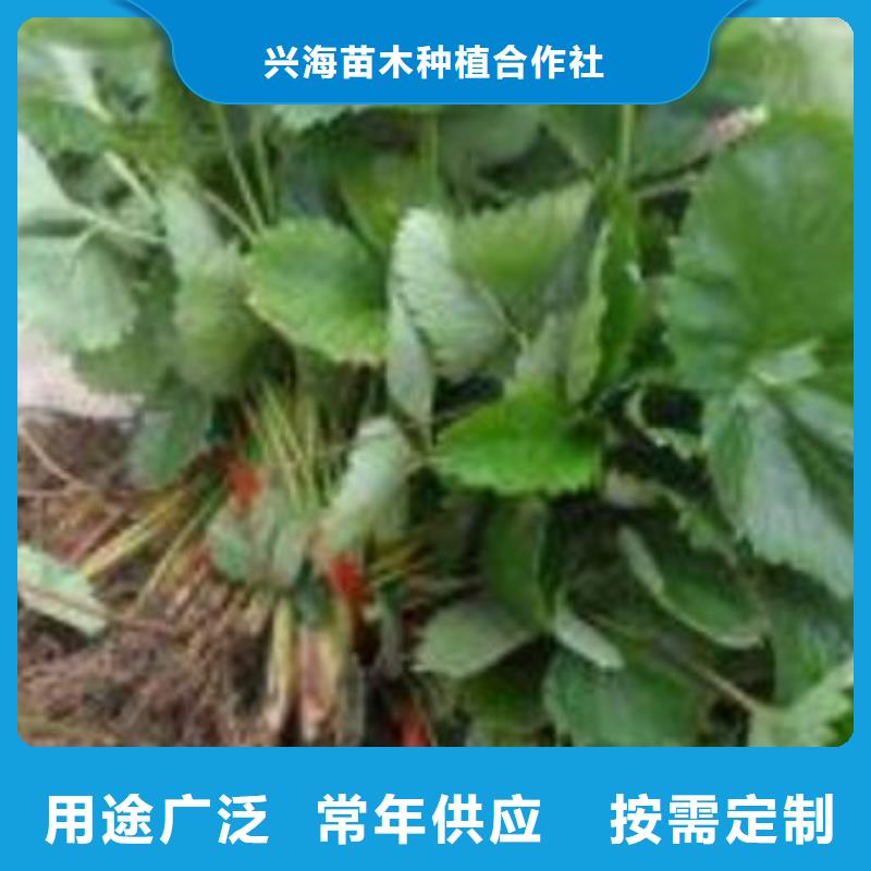 草莓苗桃树苗精心