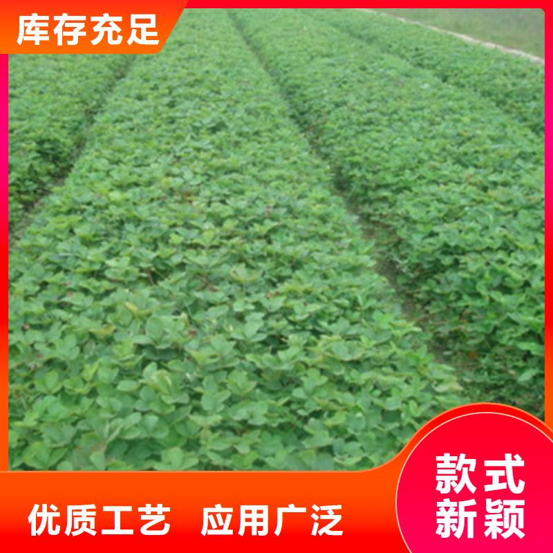 板栗苗视频-安徽省巢湖市|蚌埠|滁州|淮北|淮南板栗苗-兴海