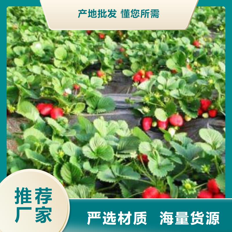 板栗苗视频-安徽省巢湖市|蚌埠|滁州|淮北|淮南板栗苗-兴海