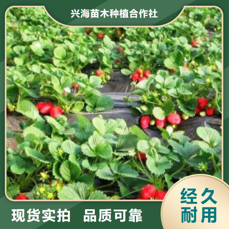 草莓苗核桃苗本地厂家值得信赖