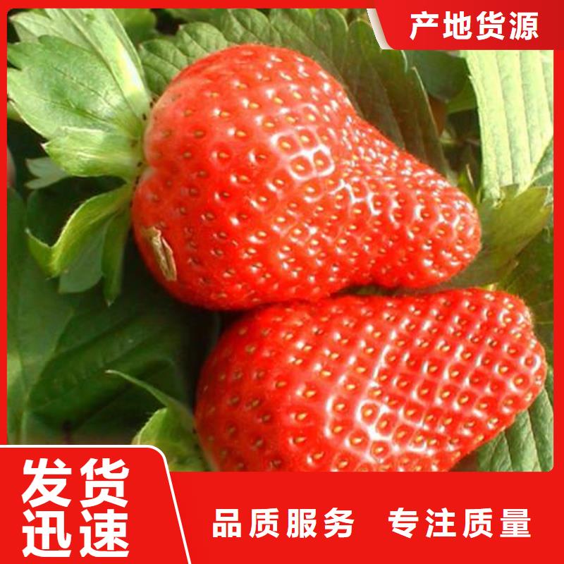 板栗苗视频-安徽省巢湖市|蚌埠|滁州|淮北|淮南板栗苗-兴海