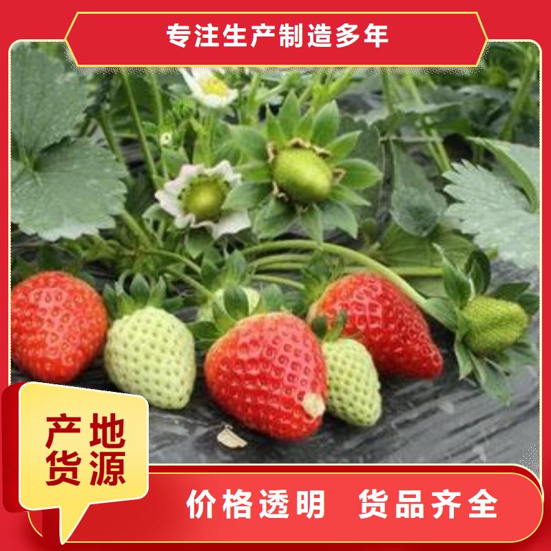 板栗苗视频-板栗苗-云南省附近服务商-玉溪|大理|临沧|楚雄|迪庆|德宏