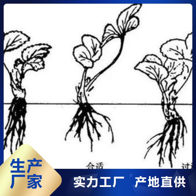 板栗苗视频-安徽省巢湖市|蚌埠|滁州|淮北|淮南板栗苗-兴海