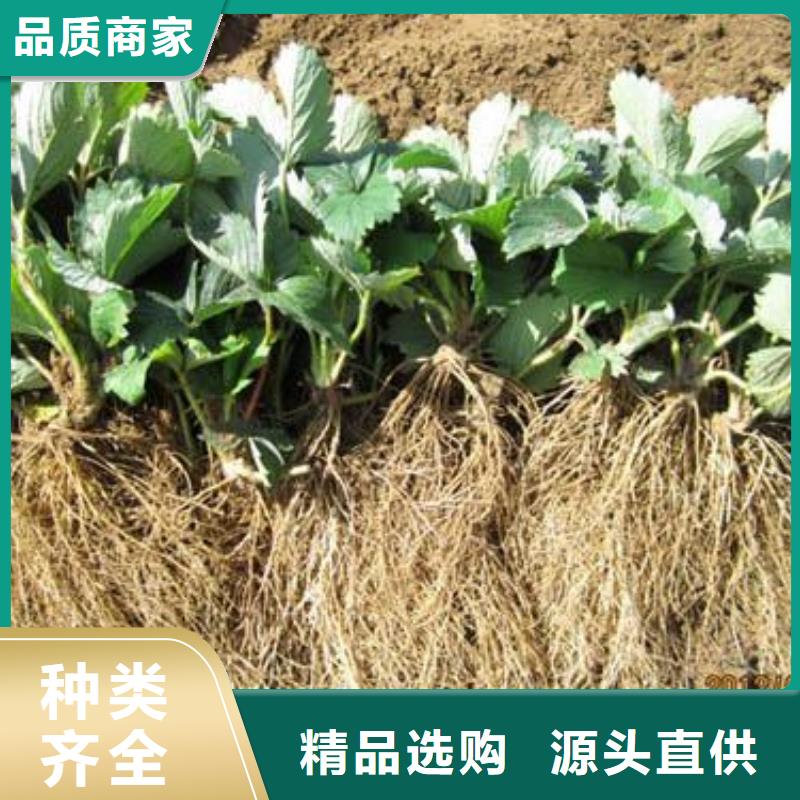 草莓苗-李子苗通过检测