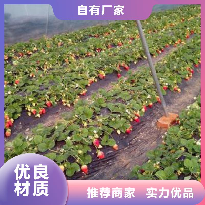 草莓苗蓝莓苗免费获取报价