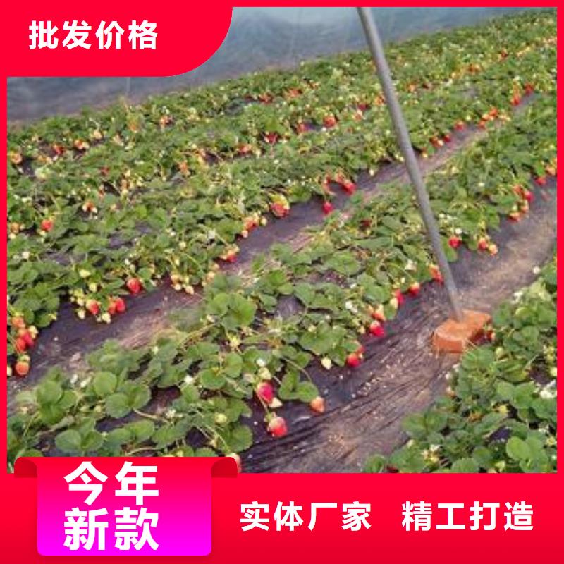 草莓苗,【核桃苗】供货及时