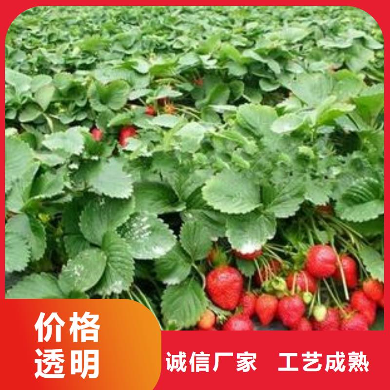草莓苗蓝莓苗免费获取报价