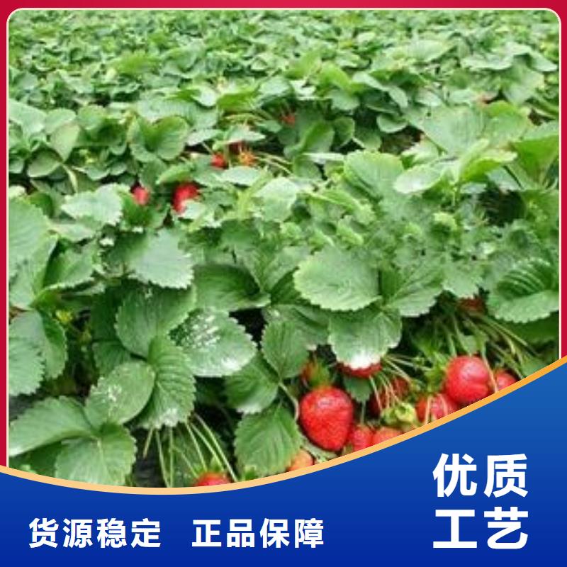 草莓苗蓝莓苗免费获取报价