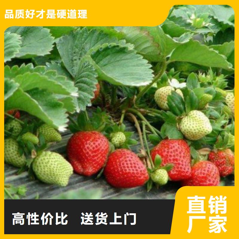 草莓苗蓝莓苗免费获取报价