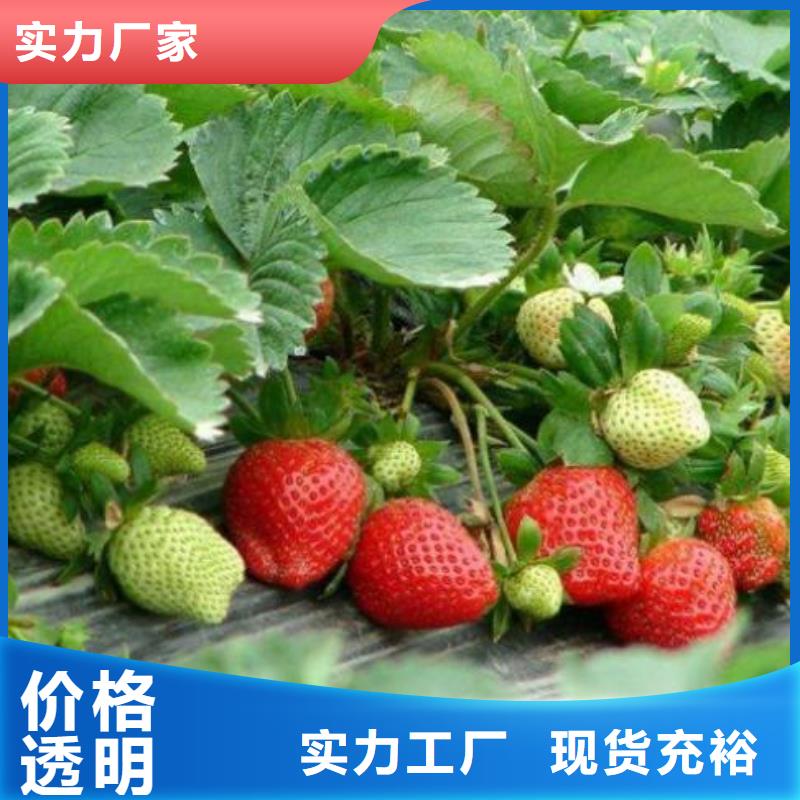 草莓苗蓝莓苗免费获取报价