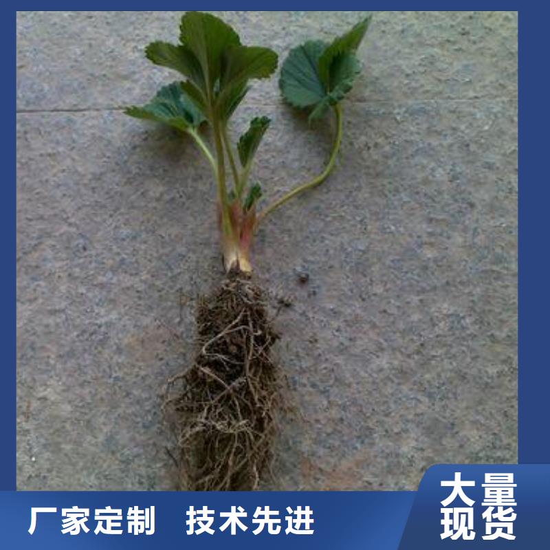 草莓苗蓝莓苗免费获取报价