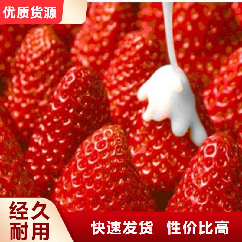 草莓苗-核桃苗信誉至上