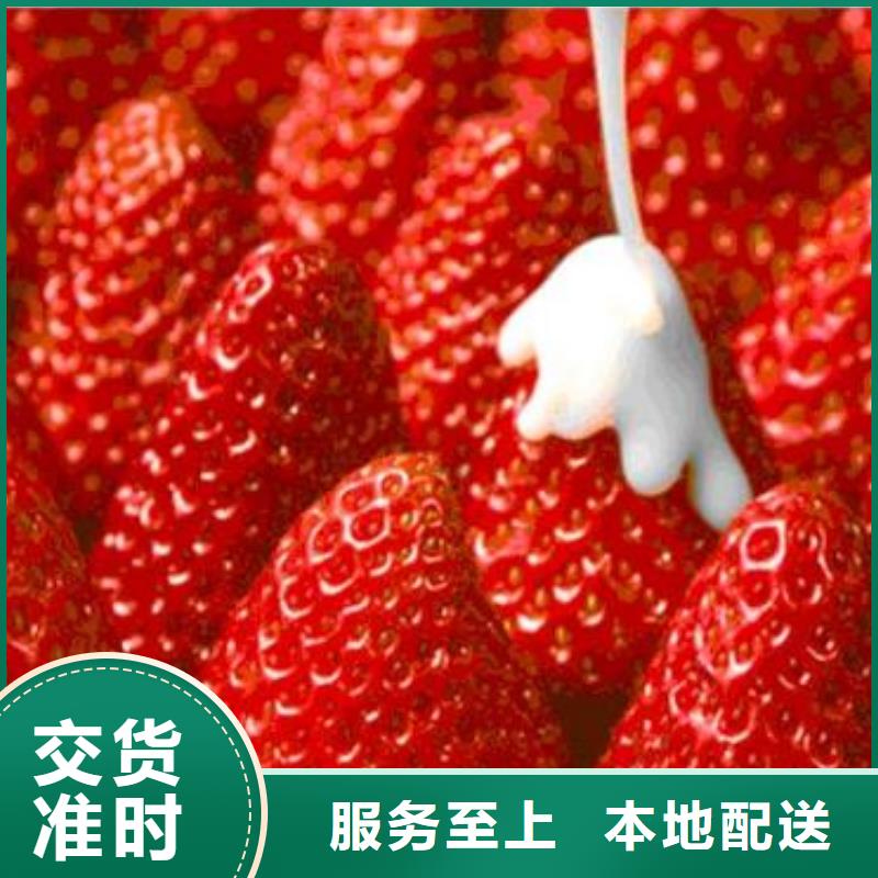 草莓苗蓝莓苗免费获取报价