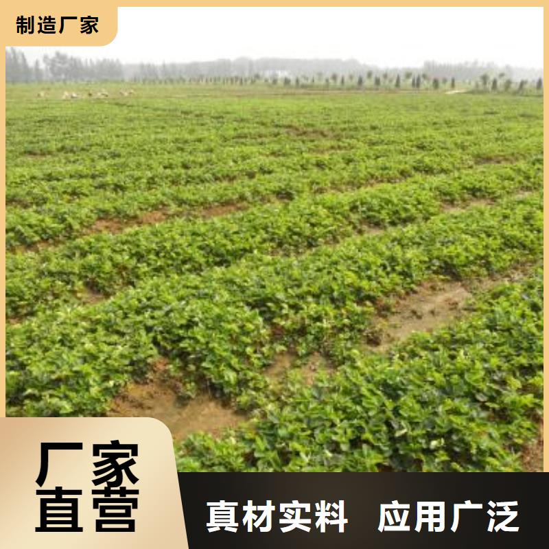 草莓苗蓝莓苗免费获取报价
