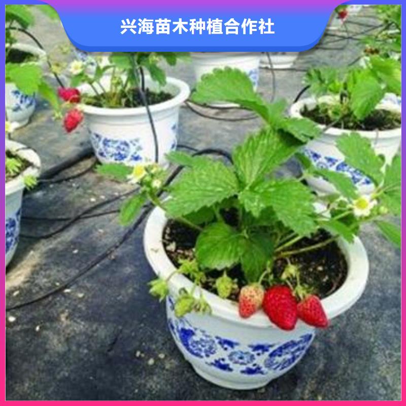 草莓苗-核桃苗信誉至上